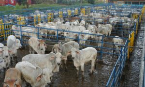 Foto: Fernando Ariza