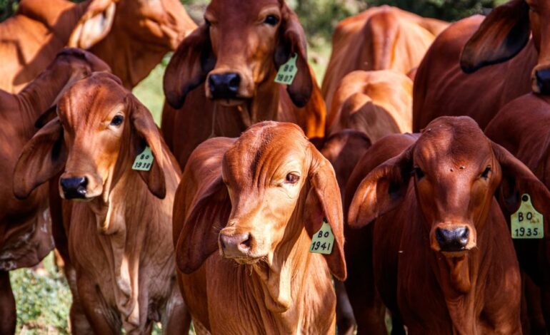  Mediante decreto el gobierno nacional pretende revivir los mataderos municipales